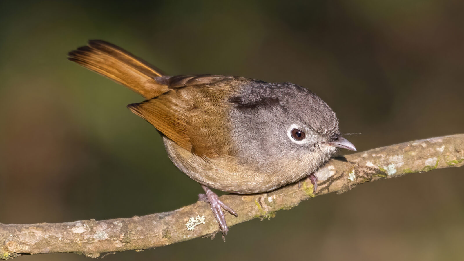 Nepal Fulvetta