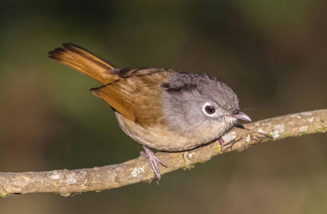 Nepal Fulvetta