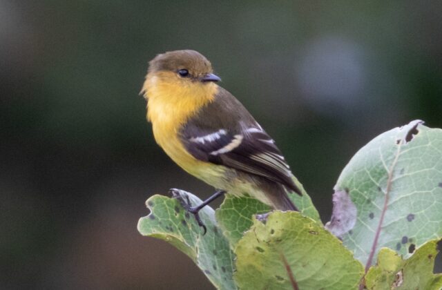 Ochraceous-breasted Flycatcher