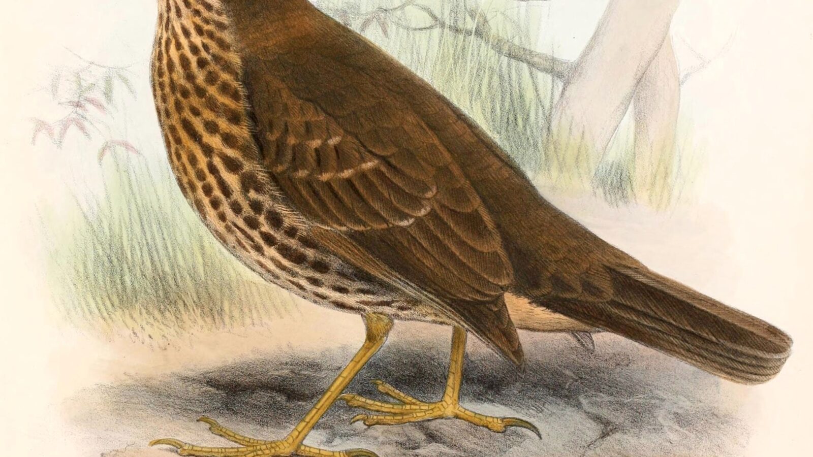 Tristan Thrush
