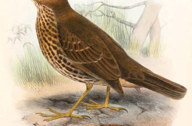 Tristan Thrush