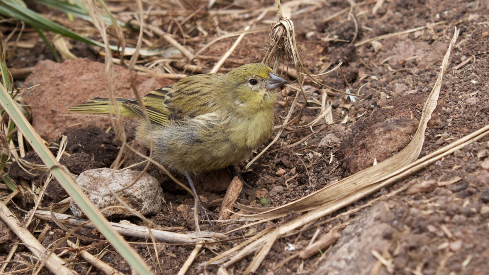 Inaccessible Island Finch