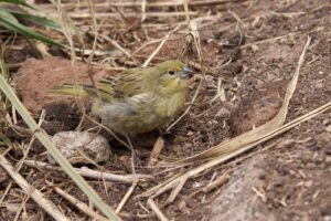 Inaccessible Island Finch
