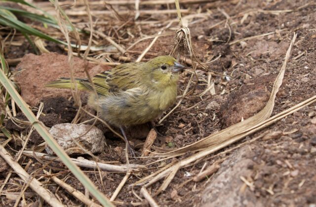 Inaccessible Island Finch