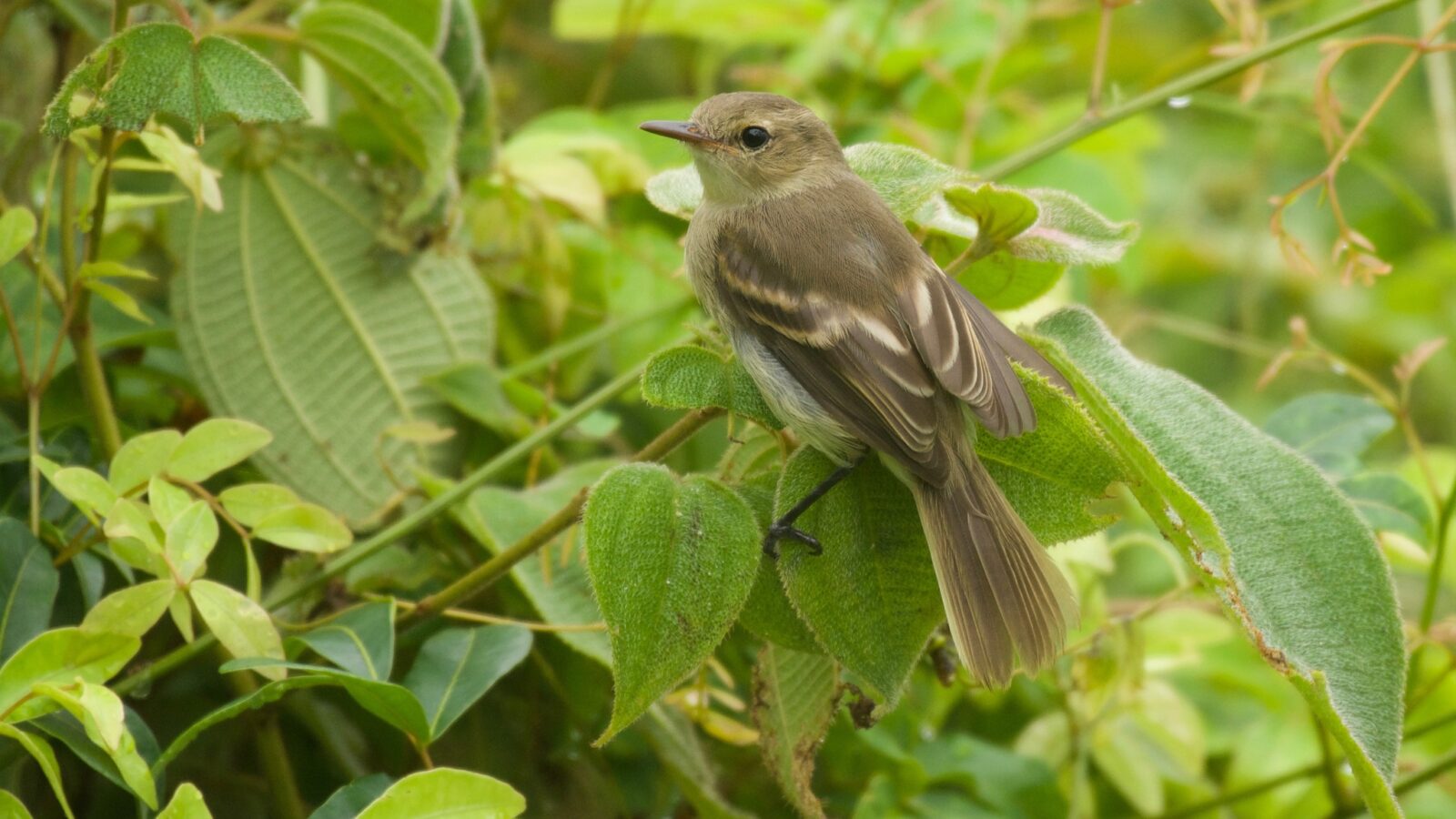Cocos Tyrannulet