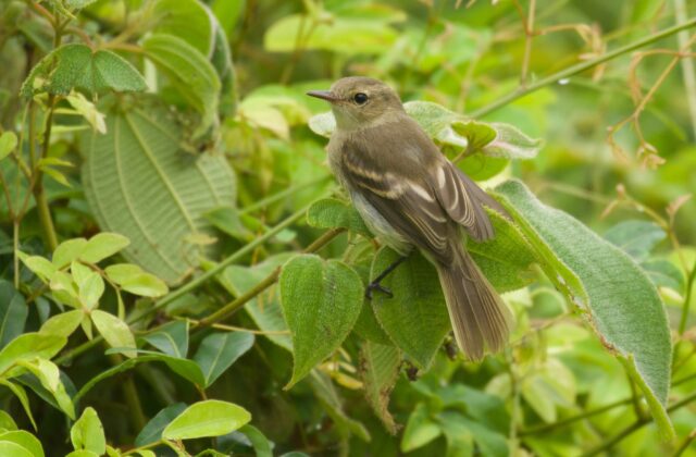 Cocos Tyrannulet