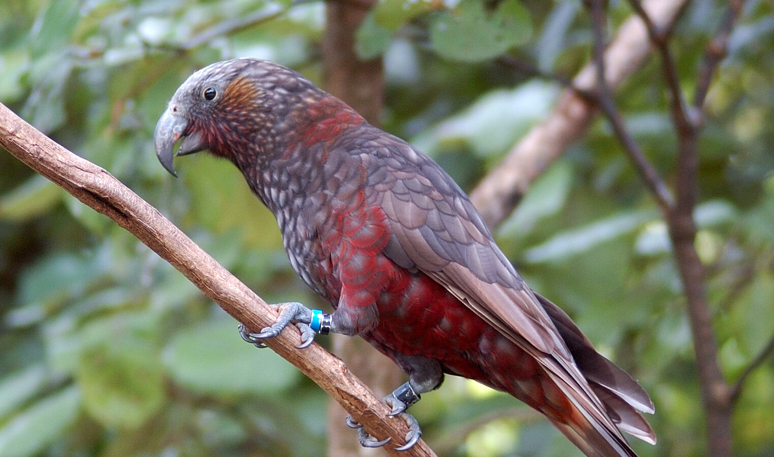 New Zealand Kaka