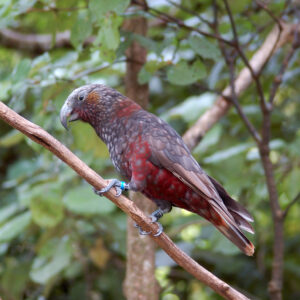 New Zealand Kaka