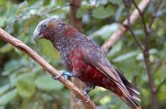 New Zealand Kaka