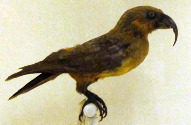 Norfolk Kaka