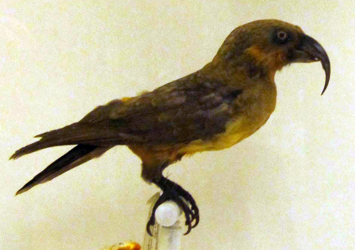 Norfolk Kaka