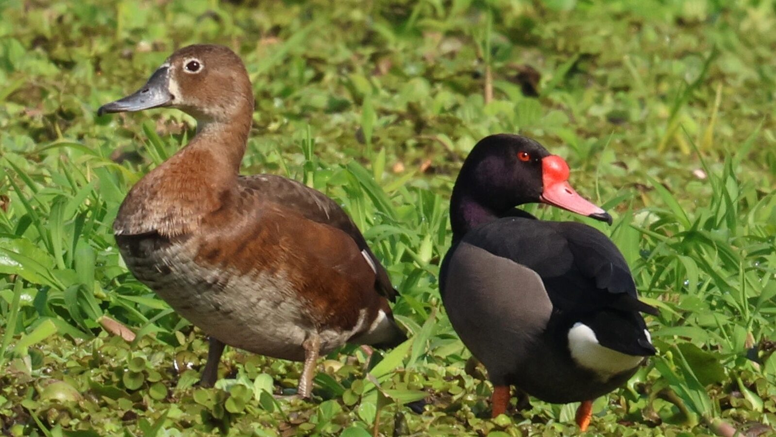 Rosy-billed Pochard