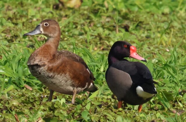 Rosy-billed Pochard