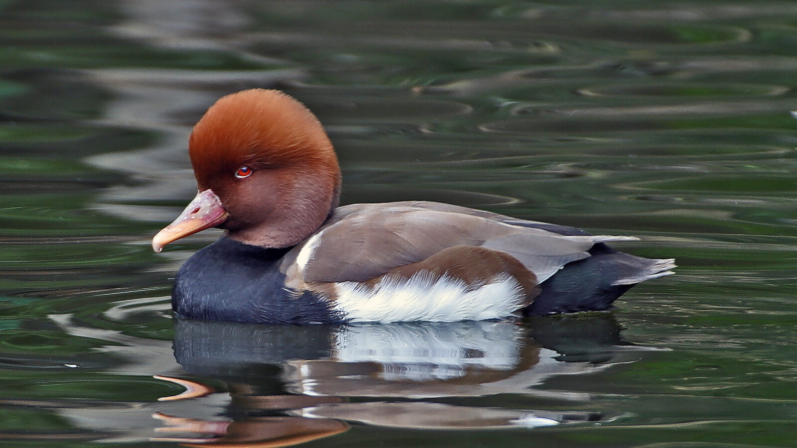Red-crested Pochard