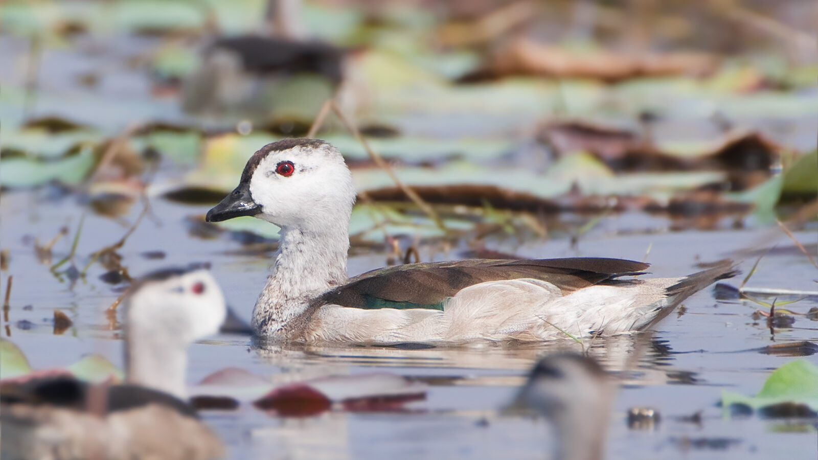 Cotton Pygmy Goose