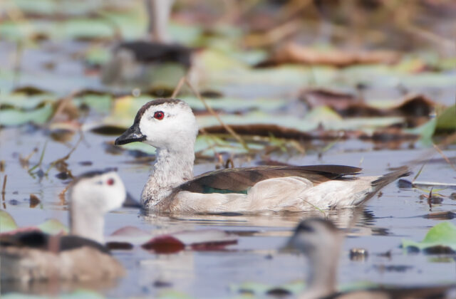 Cotton Pygmy Goose