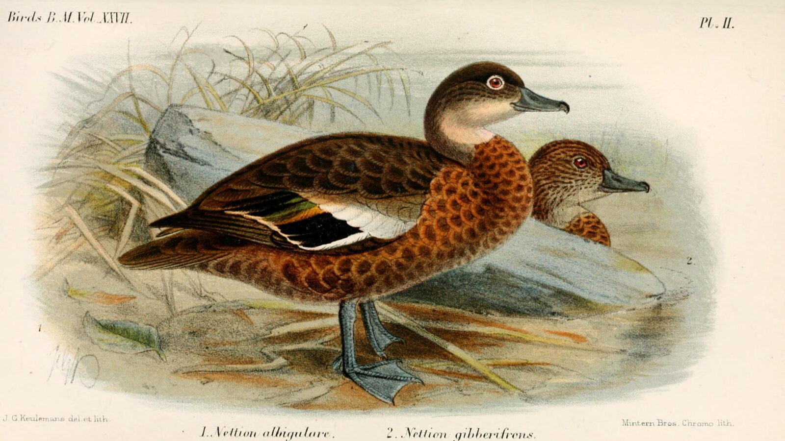 Andaman Teal