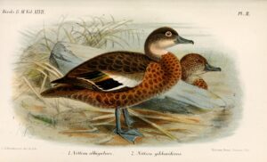 Andaman Teal