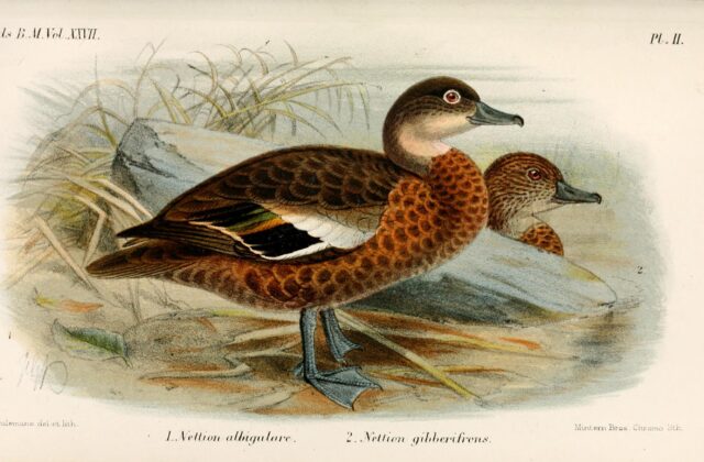 Andaman Teal