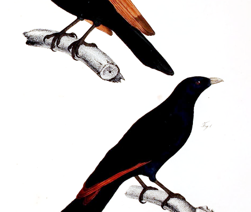 White-billed Starling