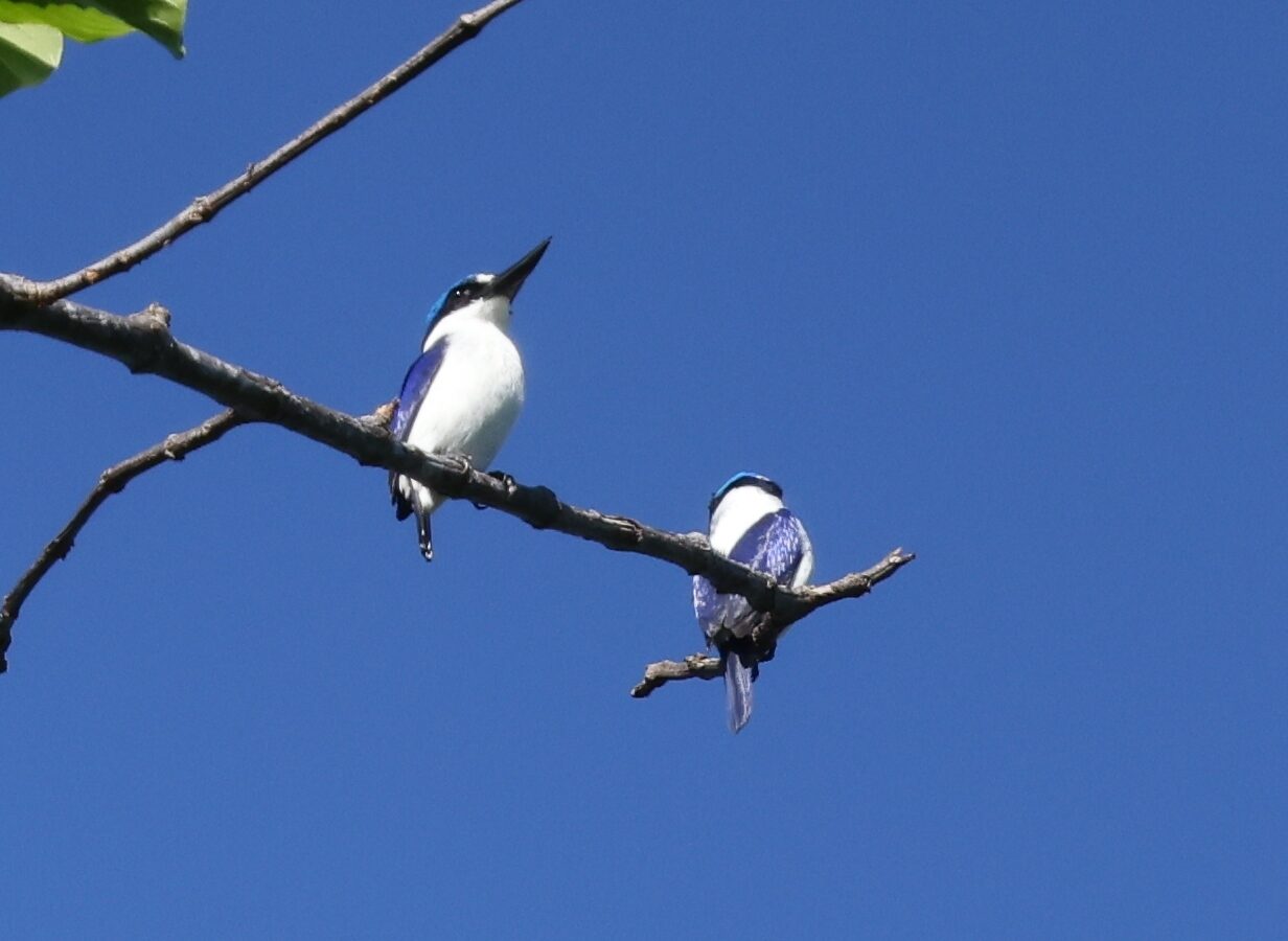 White-mantled Kingfisher