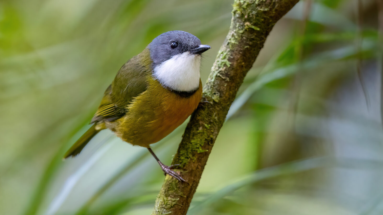 New Caledonian Whistler