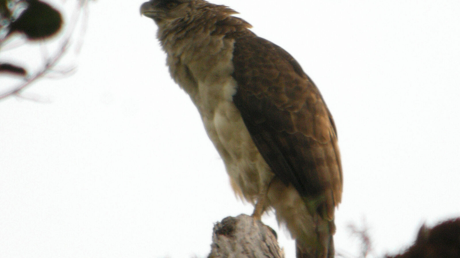 Papuan Eagle