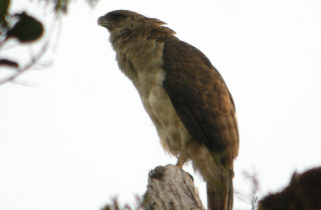 Papuan Eagle