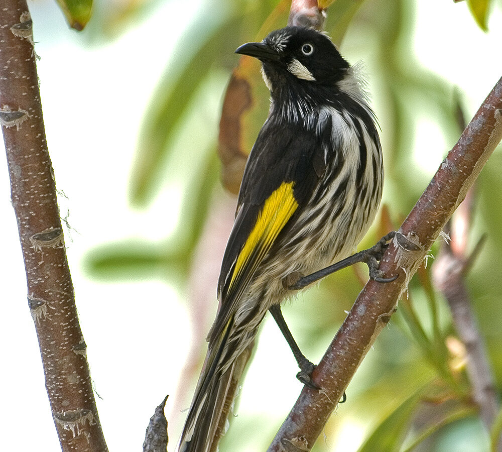 New Holland Honeyeater