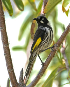 New Holland Honeyeater