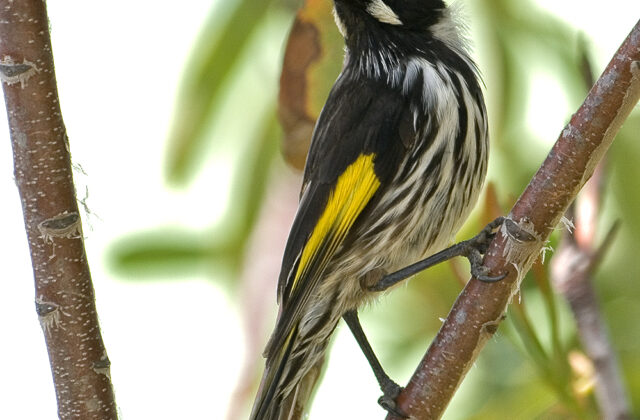 New Holland Honeyeater