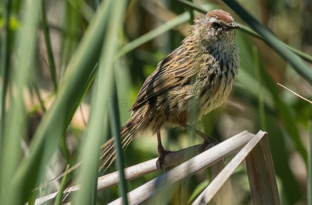 New Zealand Fernbird
