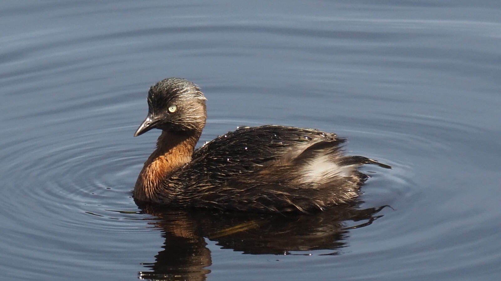 New Zealand Grebe