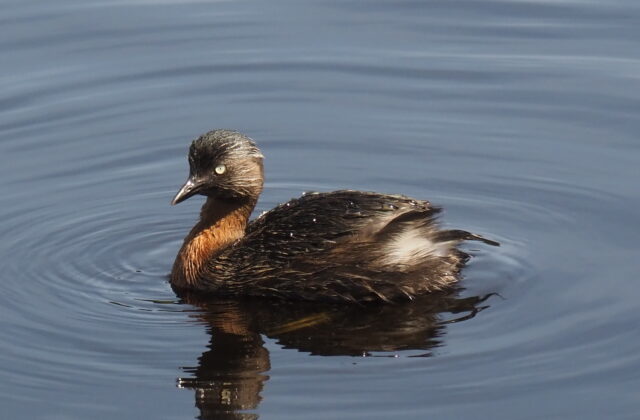 New Zealand Grebe