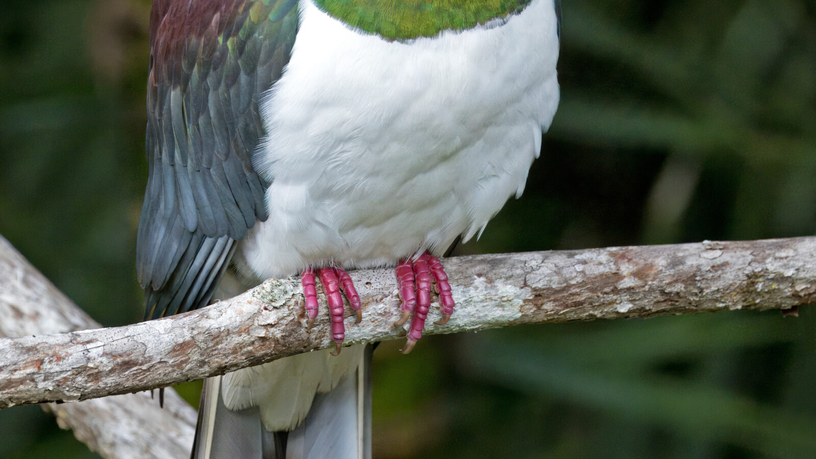 New Zealand Pigeon