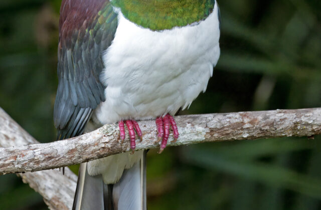 New Zealand Pigeon