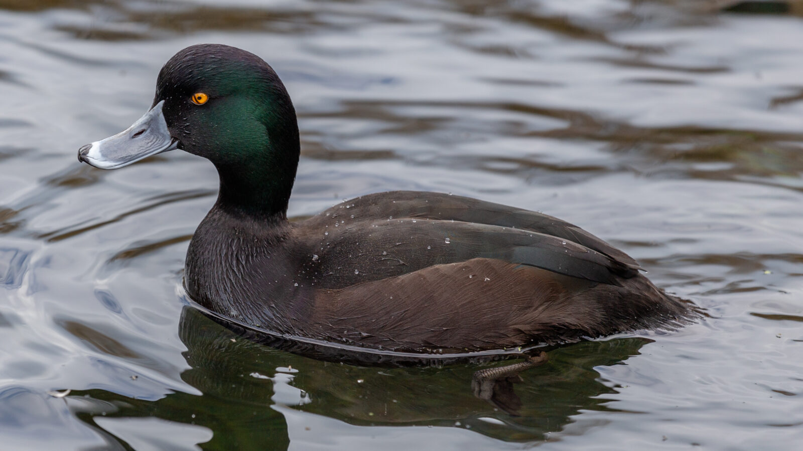New Zealand Scaup