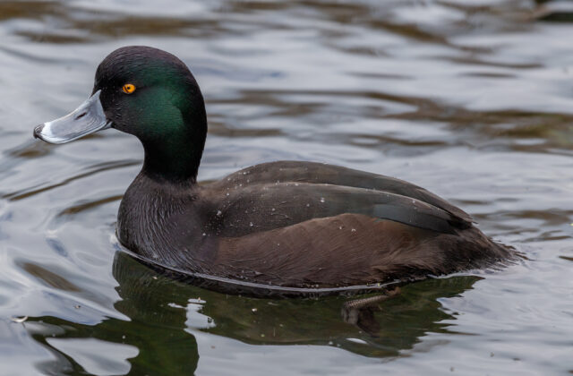 New Zealand Scaup