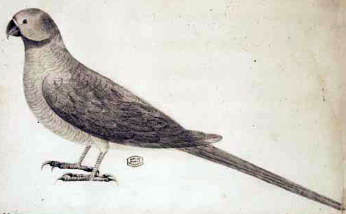 Newton’s Parakeet