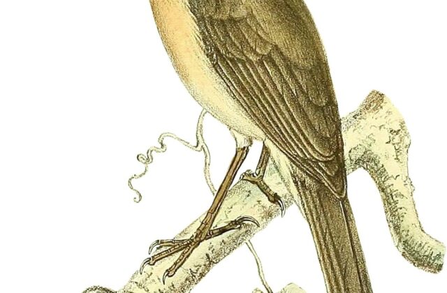 Common Newtonia