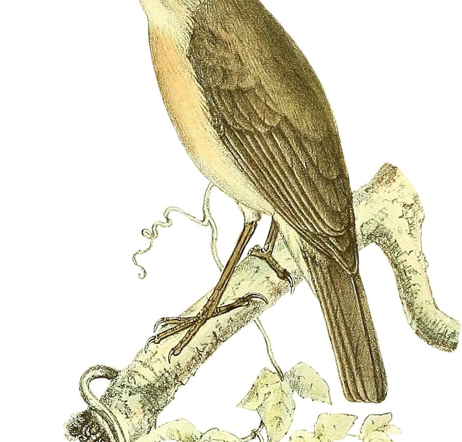 Common Newtonia