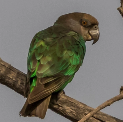 Niam-niam Parrot