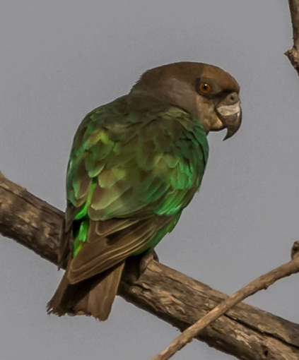 Niam-niam Parrot