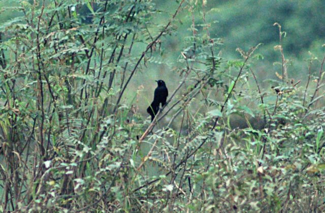 Nicaraguan Grackle