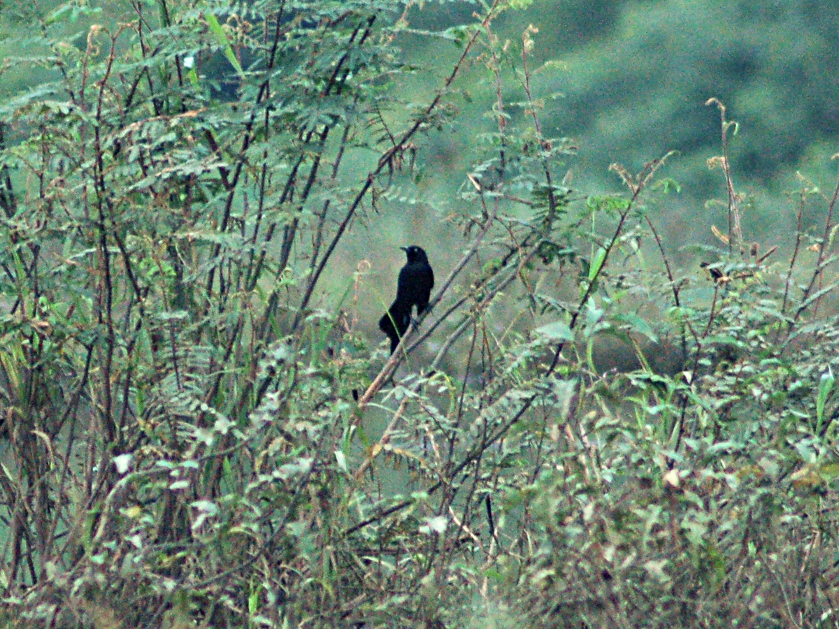 Nicaraguan Grackle