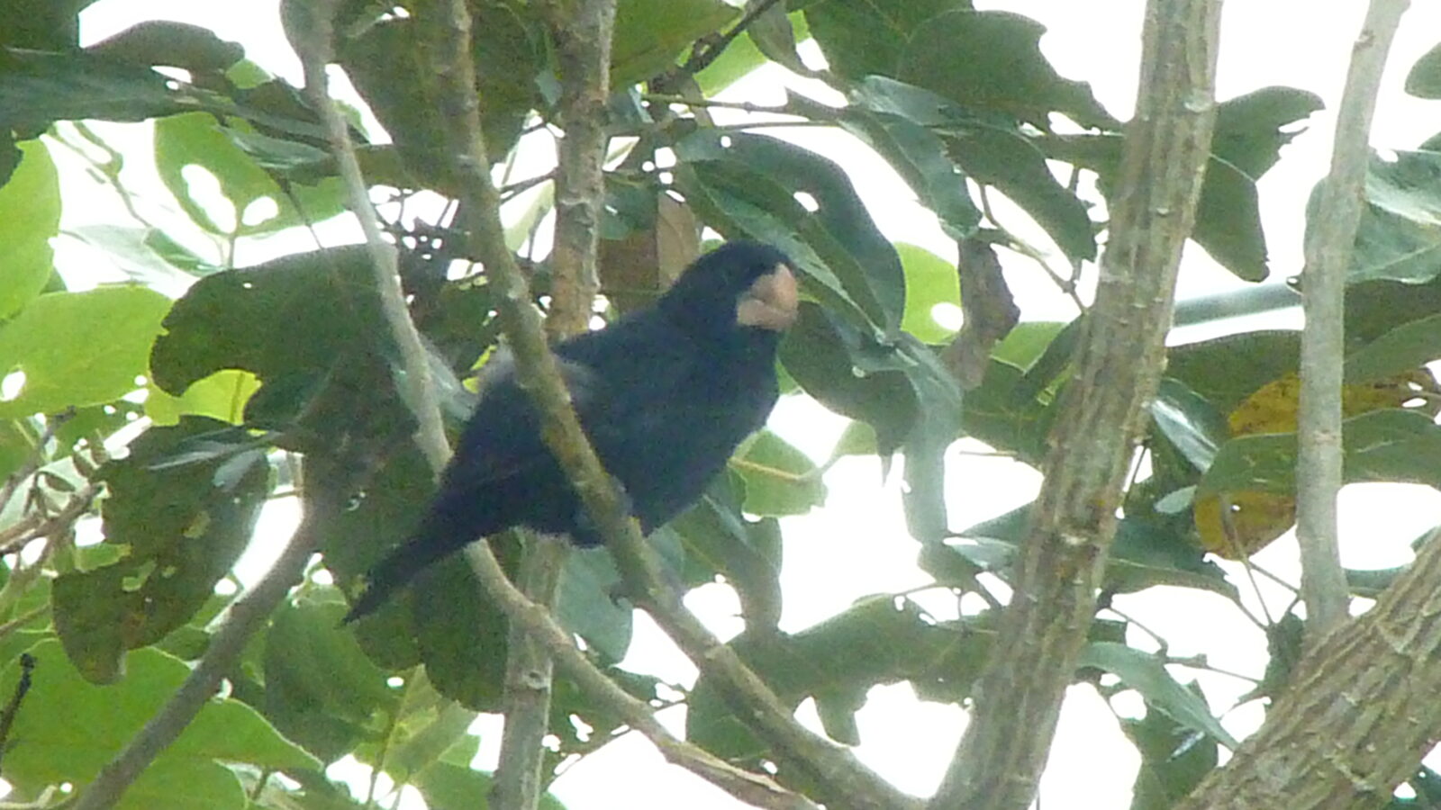 Nicaraguan Seed Finch