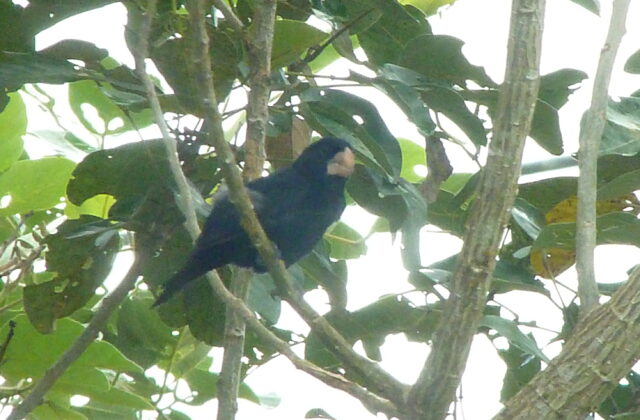 Nicaraguan Seed Finch