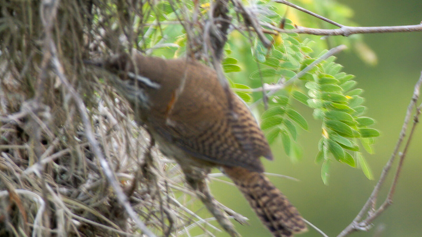 Niceforo’s Wren