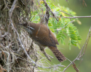 Niceforo’s Wren