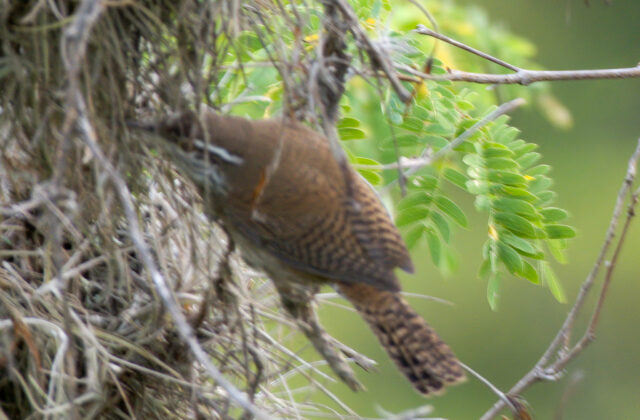 Niceforo’s Wren